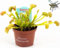POWERS TO FLOWERS - DIONAEA MUSCIPLA, VASO 9CM, piante vere
