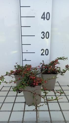 12 x Cotoneaster proc. Streibs Findling - Teppichmispel - Topf 9 cm x 9 cm