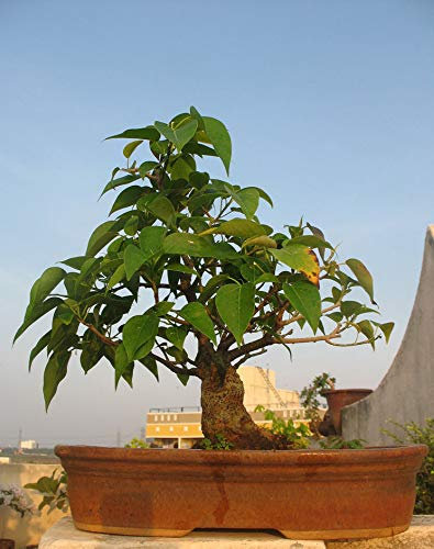 Portal Cool 20 Bodhi-Baum (Ficus religiosa) Bonsai-Baum-Samen, Frischer Seltener Bonsai-Baum-Samen