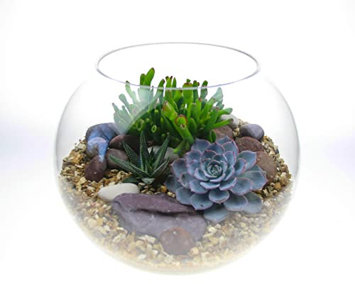 Glass Globe Terrarium Kit with 3 Real Succulents Plants, Glass Bowl, Soil, Gravel, Step-by-step guide, Great Gift Idea For Men and Women