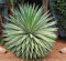 Agave angustifolia iegato Esotico Succulente Rare Cactus Sementi Delle piante 30 semi