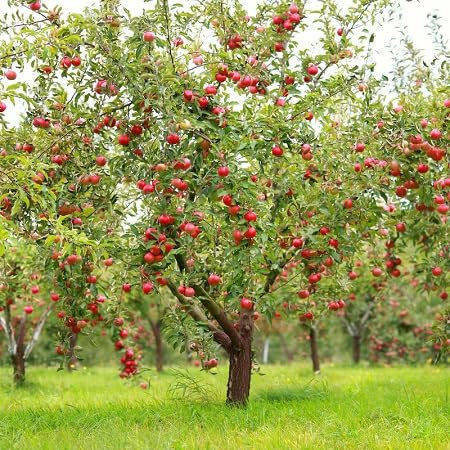 40 graines de pommier vert rouge