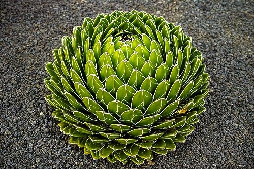 10 Samen Agave victoriae-reginae Königin Victoria Agaven Samen, Frostverträglich