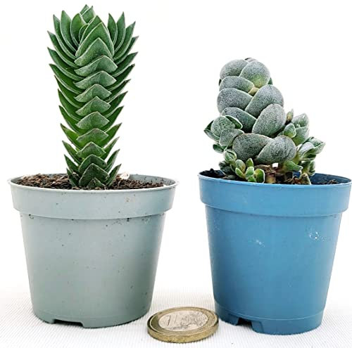 POWERS TO FLOWERS - CRASSULA PAGODA IVORY e CRASSULA BUDDA'S TEMPLE, vaso 5,5cm diametro, Piante Vere