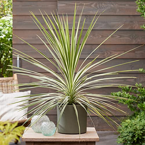 Cordyline Lime Passion | Cabbage Palm | Evergreen Garden Ready Accent Plant for for Borders and Patio in Pot (15-30cm Incl. Pot)