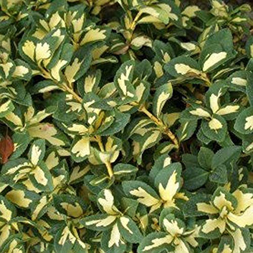 Kriechspindel 'Sunspot' - Euonymus Fortunei 'Sunspot' - 20-30 cm Topf - Bunte Blätter, pflegeleicht