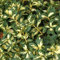 Kriechspindel 'Sunspot' - Euonymus Fortunei 'Sunspot' - 20-30 cm Topf - Bunte Blätter, pflegeleicht