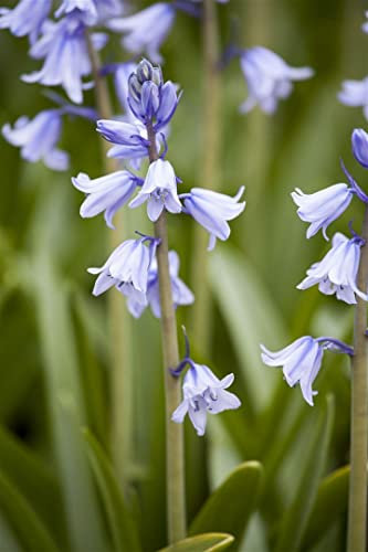 Hyacinthoides hispanica ca. 9x9 cm Topf - Spanisches Hasenglöckchen, blaue Blüten, Blütezeit April-Juni, ideal für schattige Beete, pflegeleicht