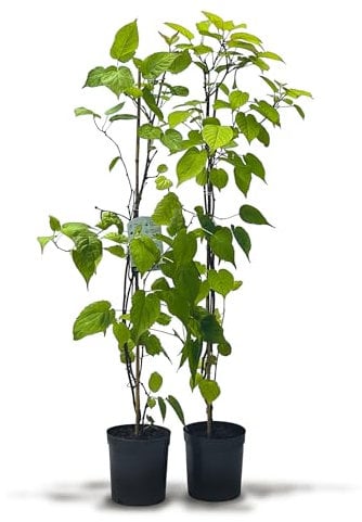 Kiwiri Kiwi Lot de 2 kiwis de Sibérie (Actinidia kolomikta)