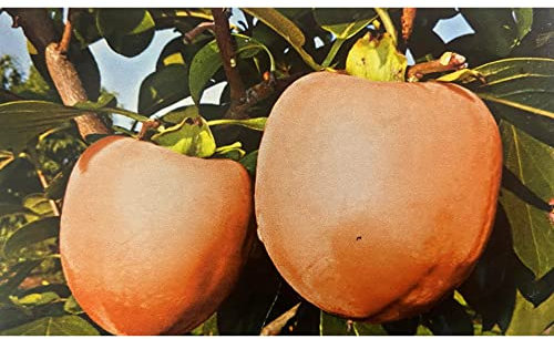 Pianta vera di Kaki mela Rojo Brillante - Diametro Vaso Ø 20 cm