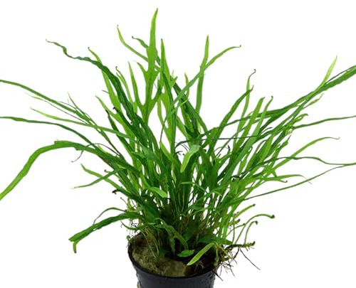 AquaBreedingSkill Aquarium Pflanzen Microsorium pteropus Java echt für Süßwasser, lebende Wasserpflanzen für Aquarium, ideal für Fische & Garnelen – mit Pflanzenpass (Trident)