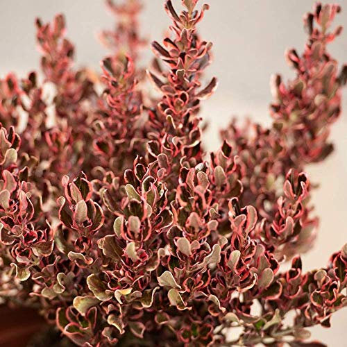 GardenersDream Coprosma repens 'Pacific Dawn' Evergreen Shrub - All Year Round Outdoor Plant for Gardens, Borders and Patios - Colourful Flowering Bush (9cm Pot, 20-30cm)