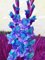 Gladiolenzwiebeln,Winterhart,Gladiolen Knollen,Viele Blumen,Gartenzwiebeln,Gladiolen,Gladiolen Zwiebeln Winterhart,FrüHblüHend,Zauberzwiebeln-3zwiebeln-A