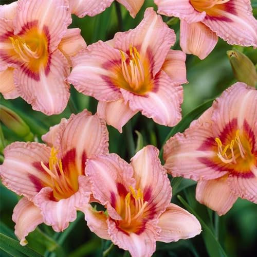 600 pcs taglilien samen winterfeste pflanzen für balkon nachhaltige geschenke für frauen wildblumenwiese saatgut mehrjährig garten pflanzen blumendeko bienenweide saatgut gastgeschenk