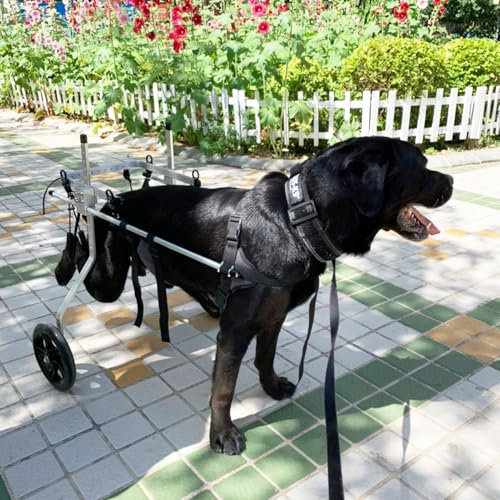 CMYUN Hunderollstuhl 2 Räder, Stütze für Die Hinterbeine/Rollstuhl für Verletzte, Gelähmte Hunde, Mobilitätshilfe für Hunde M/l/XL/XXL/XXXL, Beinschienen für Extra Große Hunde(Size XXL)