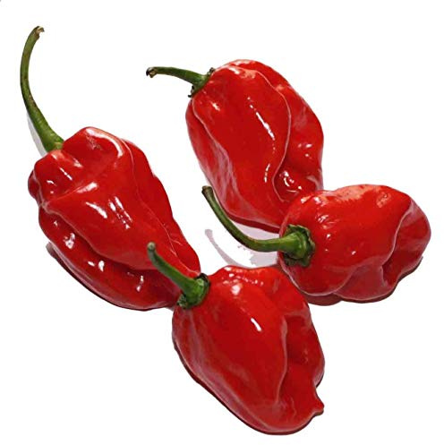 Chili Habanero Maya Rot 10 Samen