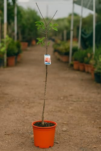 Acerolo Fruta Tradicional (Crataegus azarolus) 10L – Árbol Frutal Rústico para Huerto y Jardín