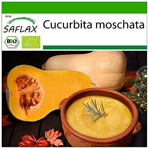 SAFLAX - BIO - Kürbis - Butternut - 6 Samen - Cucurbita moschata