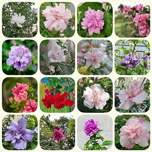 100 pcs Hibiskus Pflanze Samen, Blumenwiese Samen Mehrjährig, Hochbeete Für Garten (Hibiscus syriacus) Blumen Balkon, Bonsai Samen Garten Blumen Winterhart, Kletterpflanzen Winterhart