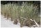 10 x Ammophila arenaria im 1 Liter Topf (Ziergras/Gräser/Winterhart/Mehrjährig/Immergrün/Staude) Strandhafer - Dünengras - Holen Sie sich ihr Urlaubsfeeling in den Garten - von Stauden Gänge