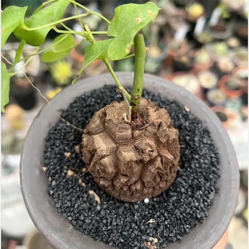 20 Pcs Dioscorea Elephantipes Pflanze Samen - Gartenpflanzen Winterhart, Wohnzimmer Pflanzen Kletterpflanzen Winterhart, Kletterpflanzen Winterhart Schnellwachsend, Luftreinigende