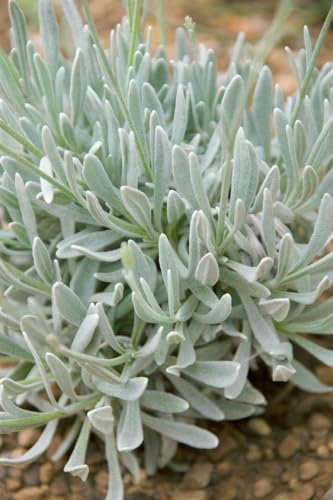 Lavandula latifolia ca. 9x9 cm Topf – Immergrün, Mehrjährig, Pflegeleicht – Speiklavendel – Duftpflanze für Beet & Topf