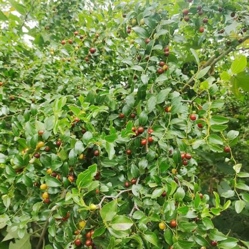100 pcs jujube pflanzen samen winterfeste pflanzen für balkon bäume kaufen nachhaltige geschenke für frauen obst frisch samen baumsamen pflanzensamen gartenpflanzen winterhart mehrjährig