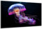 DARO Design - Wand-Bild auf 6mm HDF 30x20 cm Qualle - Wand-Deko Bilder Geschenk