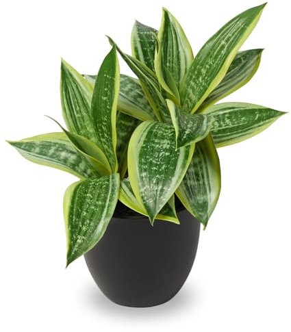 Sansevieria Lot de 2 têtes de plantes artificielles pour maison, bureau, salle de bain, chambre à coucher, salon, hauteur 30 cm