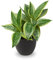 Sansevieria Lot de 2 têtes de plantes artificielles pour maison, bureau, salle de bain, chambre à coucher, salon, hauteur 30 cm