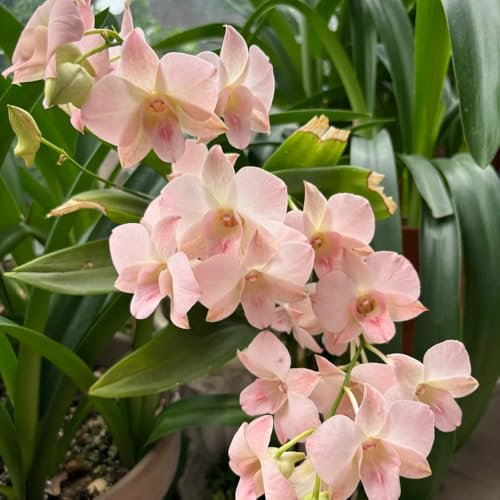 300 pcs dendrobium nobile orchideen samen - blumensamen geschenk pflanze blumen pflanzen ostergeschenke blumen balkon bonsai samen pflanzen garten winterhart mehrjährig pflanzensamen