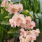 300 pcs dendrobium nobile orchideen samen - blumensamen geschenk pflanze blumen pflanzen ostergeschenke blumen balkon bonsai samen pflanzen garten winterhart mehrjährig pflanzensamen
