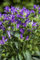 Campanula glomerata 'Acaulis' 9x9 cm Topf – Winterhart, Mehrjährig, Pflegeleicht – Knäuel-Glockenblume – Staude für Beet & Steingarten