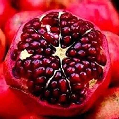 Haloppe 200 Pz Semi di Frutta Melograno per la Piantagione del Giardino di Casa, Semi di Melograno Rosso Albero da Frutto Dolce Casa Giardino Cortile Pianta Bonsai Semi di melograno