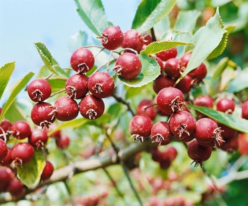 Malus 'Red Obelisk' -R- 60-100 cm - Zierapfel, rote Früchte, Blütezeit April-Mai, ideal für kleine Gärten, bienenfreundlich, winterhart