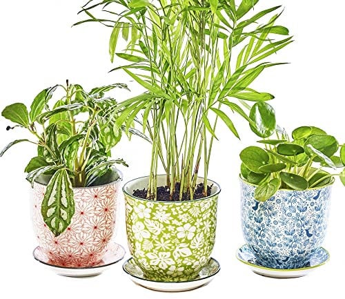 Chive Liberte – Set von 3 kleinen Sukkulenten und Kaktus Topf und Untertasse, 7.6 cm Blumen- und Pflanzgefäß mit Ablaufloch/Untertasse, Großpackung blau, rot (Mix 5)