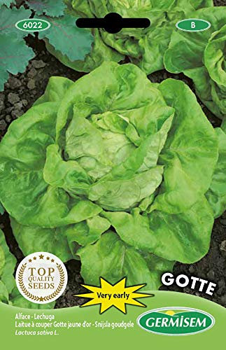 Germisem Gotte Semillas de Lechuga 5 g, EC6022