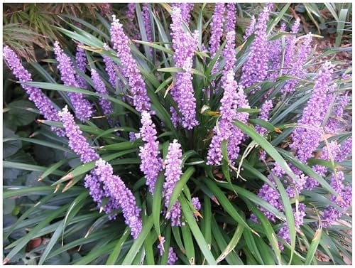 3 x Liriope muscari ‚Royal Purple' im 1 Liter Topf (Ziergras/Staude/Winterhart/Mehrjährig/Stauden/Immergrün) Lilientraube - Purpurfarbene Eleganz für schattige Oasen - von Stauden Gänge