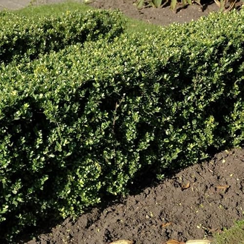6 x Ilex crenata 'Dark Green' - Japanische Stechpalme in 9x9cm Topf (10-20 cm Höhe)