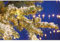 EGB LED-Lichternetz 1m x 1m 96 ww LED 4027236043430