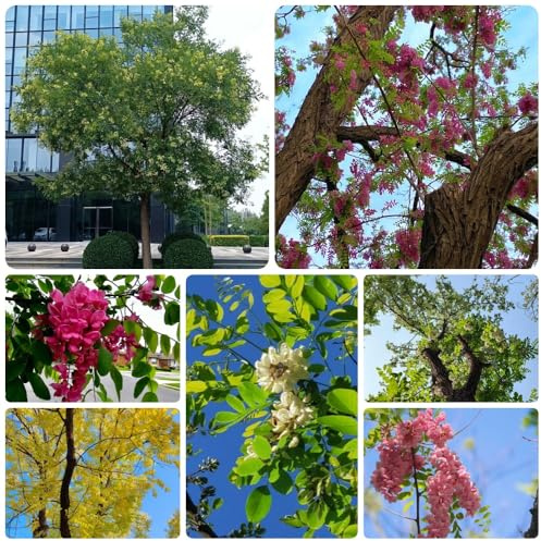 Sophora japonica, exotische Japanischer schnurbaum, kaufen topfpflanzen draußen winterhart 300Samen