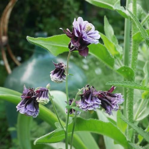 200 Pcs Akelei Pflanzen Samen - Columbine - Wildblumen Balkonblumen, Schnittblumen Samen (Aquilegia Vulgaris) Saatgut Blumenbeet, Exotische Pflanzen Winterhart Wiesensaatgut, Garten