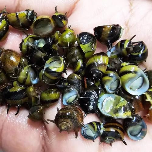 10x Assorted Horn Nerite Snail CLITHON Algae Eater Aquarium Fish Plant Tropical