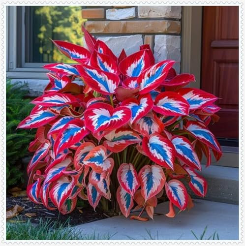 Hosta Bulbs Live, Easy Plant, Ornamental Flowers, Hosta Plants for Sale, Perennial, Wedding Flowers, Bulbs Mix, 4bulbs-k