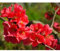 Chaenomeles - Planta arbusto viva de exterior (maceta 19 cm Ø)