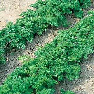 Parsley Banquet Petroselinum crispum 2,000 Seeds