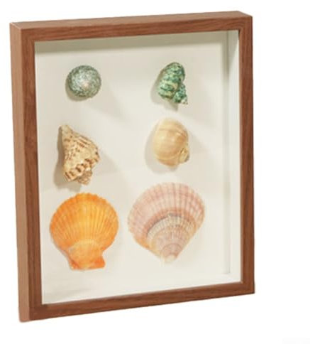 Exquisite Details und lebendige Farben Muschel-Aufbewahrungsbox für dekorative Zwecke (Nussbaum)