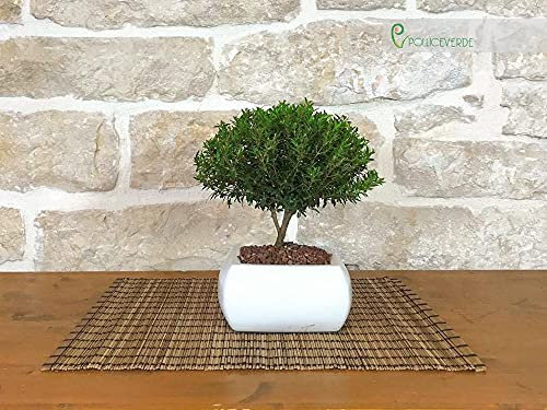 Bonsai di Mirto in vaso quadro bianco