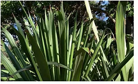 Stk - 10x Doryanthes excelsa Gymea Palmlilie Garten Pflanzen - Samen ID903 - Seeds & Plants Shop by Ipsa