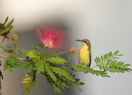 adrium Cuadro compuesto de aluminio 80 x 60 cm: Purple Sunbird (Nectarinia Asiática) sobre perca (131970701)